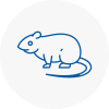 Rat Control Pevensey