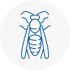 Pevensey Wasp Nest Removal